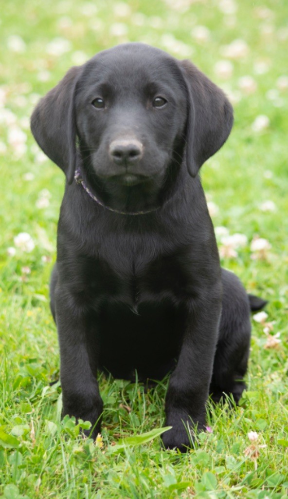 Des Tourbieres De La Souche - Chiot disponible  - Labrador Retriever