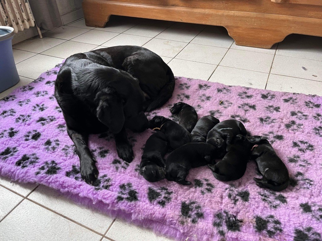 chiot Labrador Retriever Des Tourbieres De La Souche