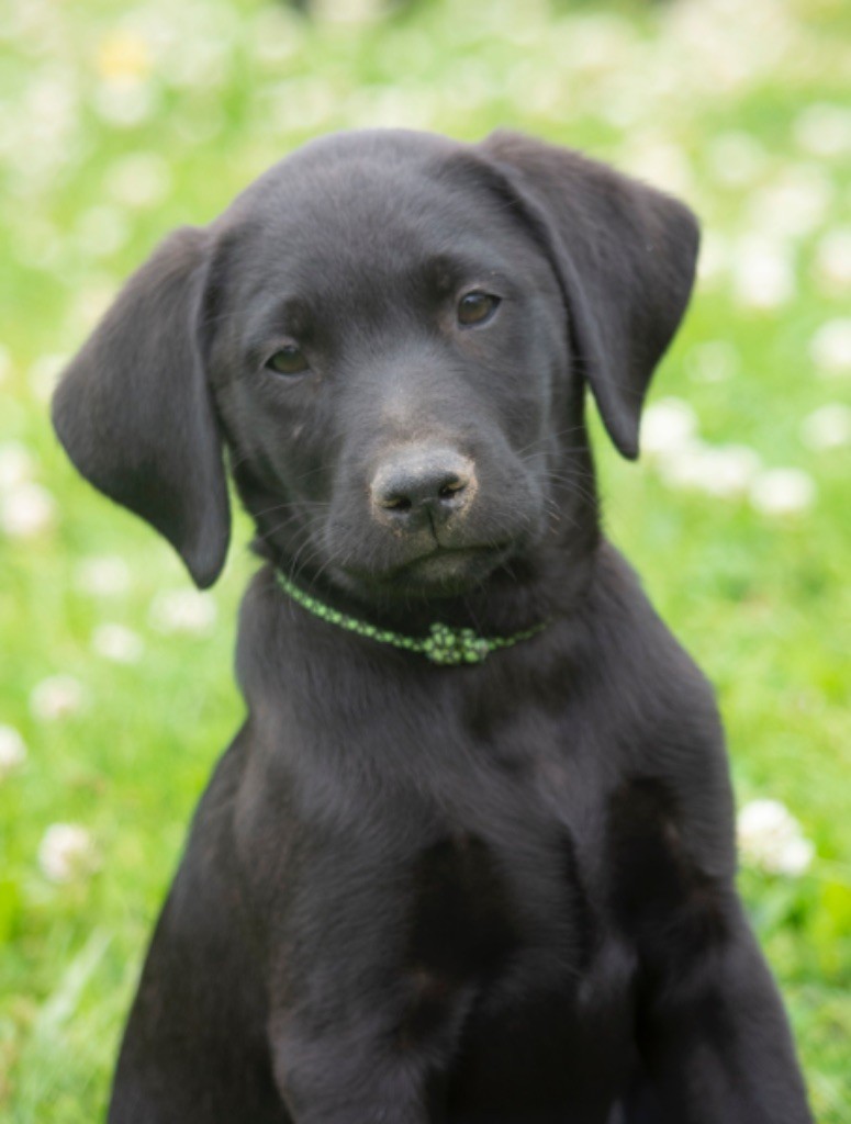 Des Tourbieres De La Souche - Chiot disponible  - Labrador Retriever