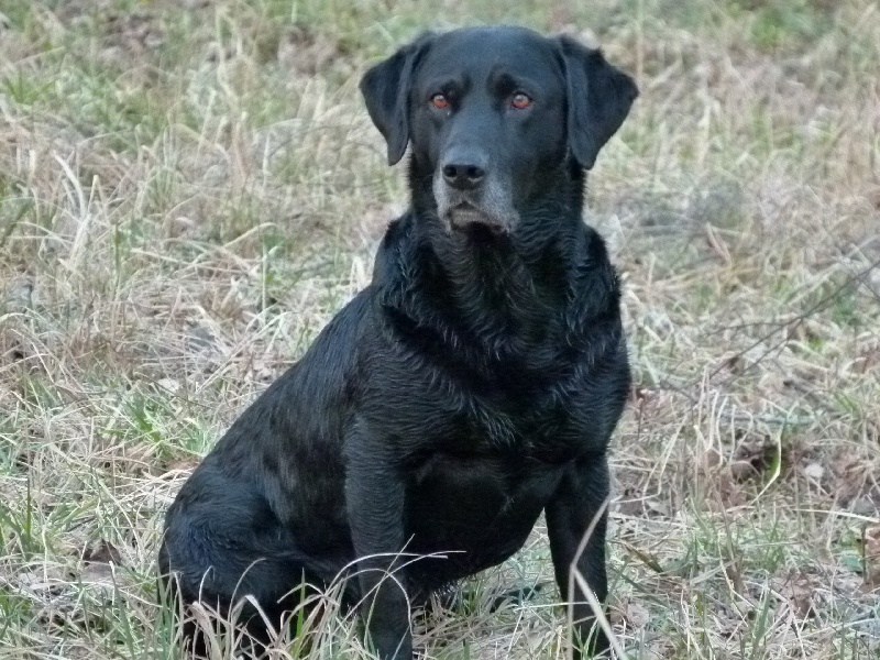 Benny Du gue de blanquetaque