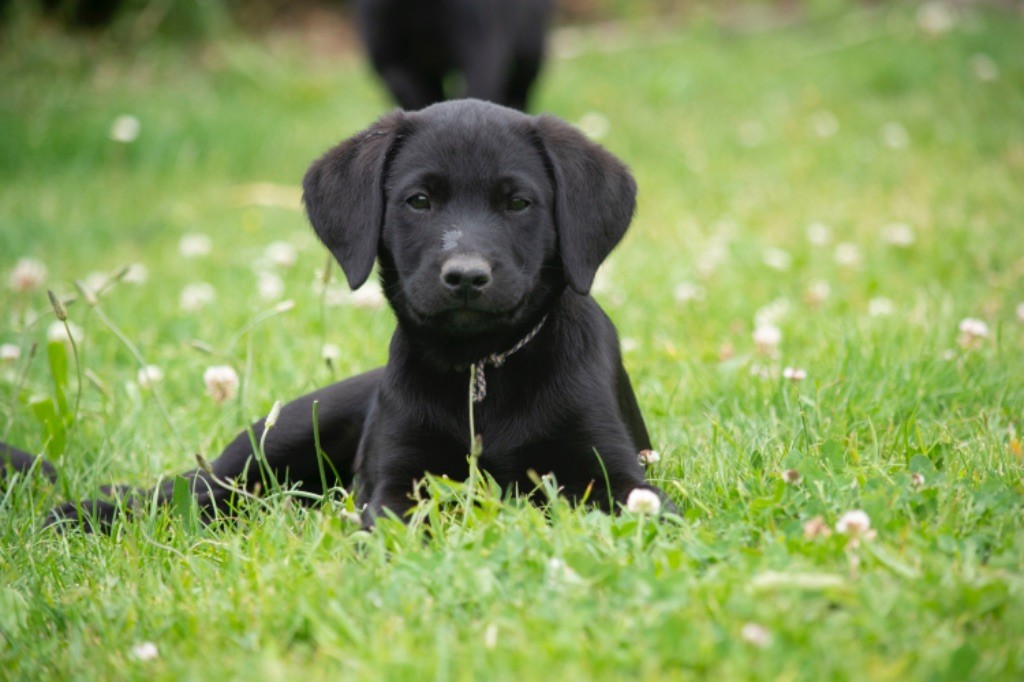 Des Tourbieres De La Souche - Chiots disponibles - Labrador Retriever