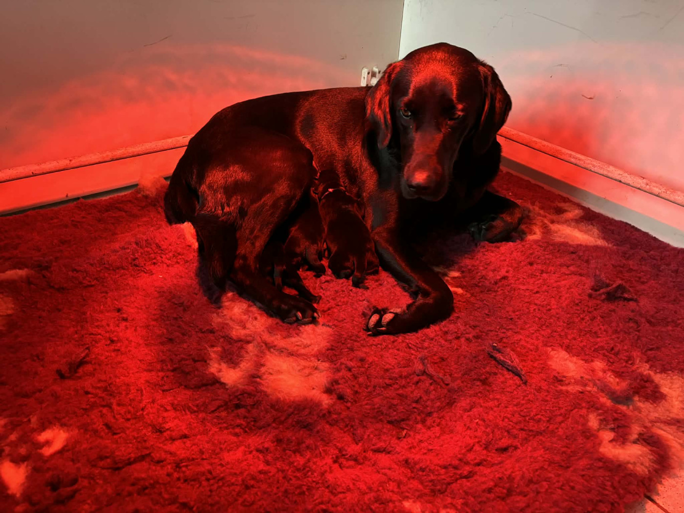 Chiot Labrador Retriever Des Tourbieres De La Souche