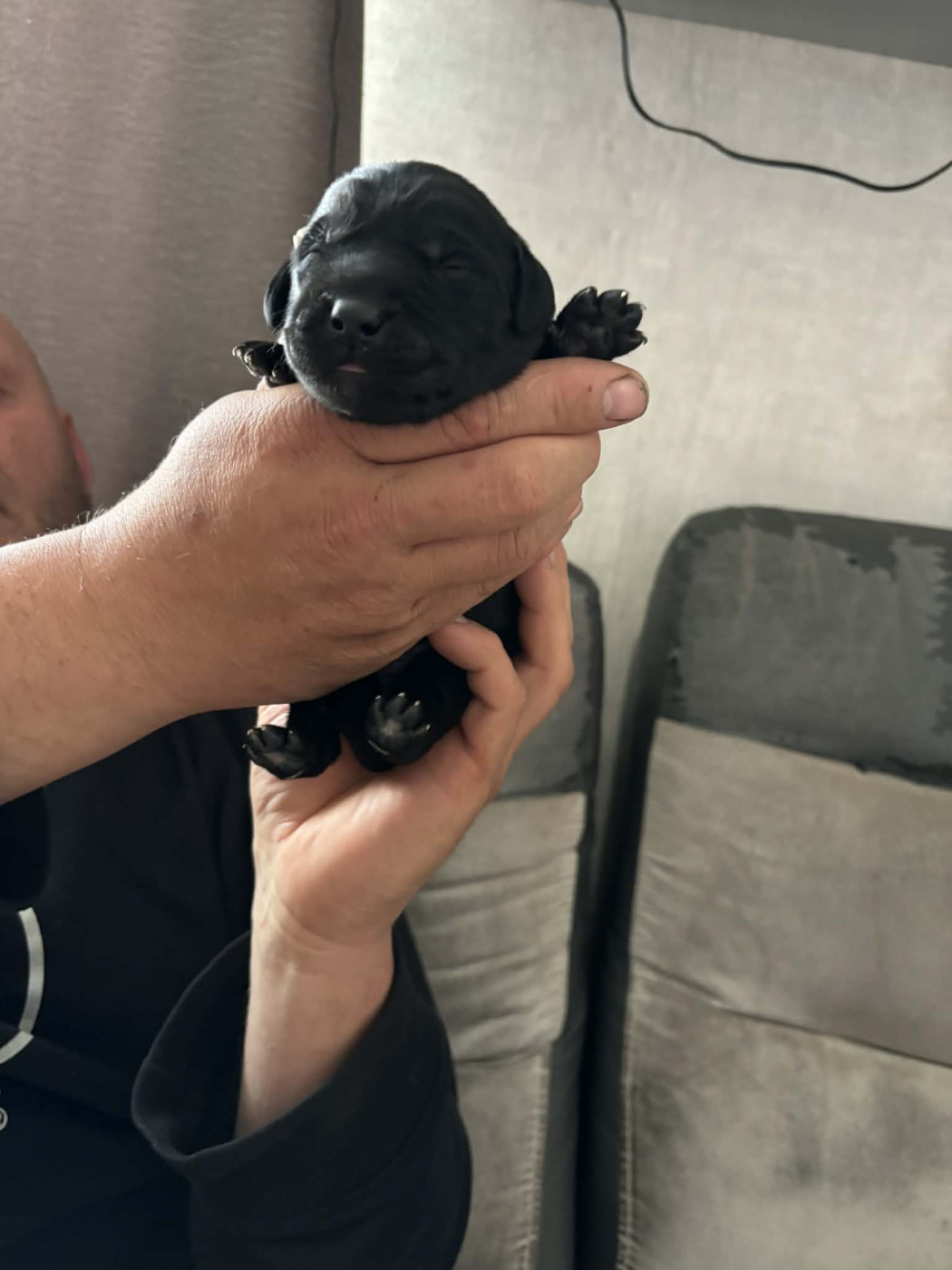 Des Tourbieres De La Souche - Chiots disponibles - Labrador Retriever