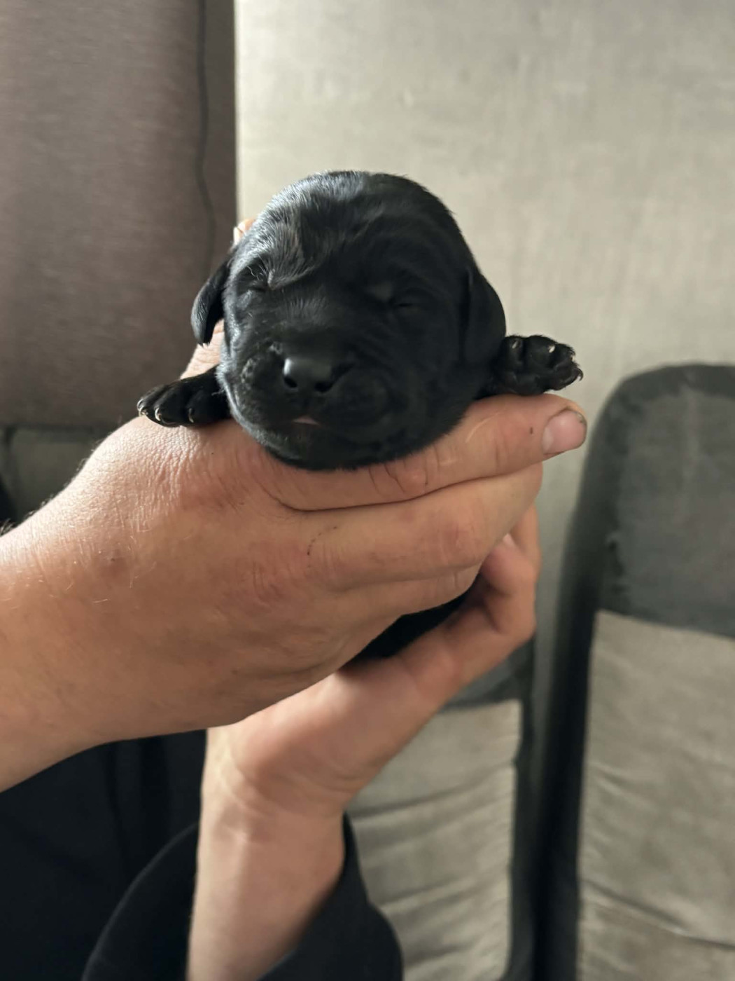 Des Tourbieres De La Souche - Chiots disponibles - Labrador Retriever