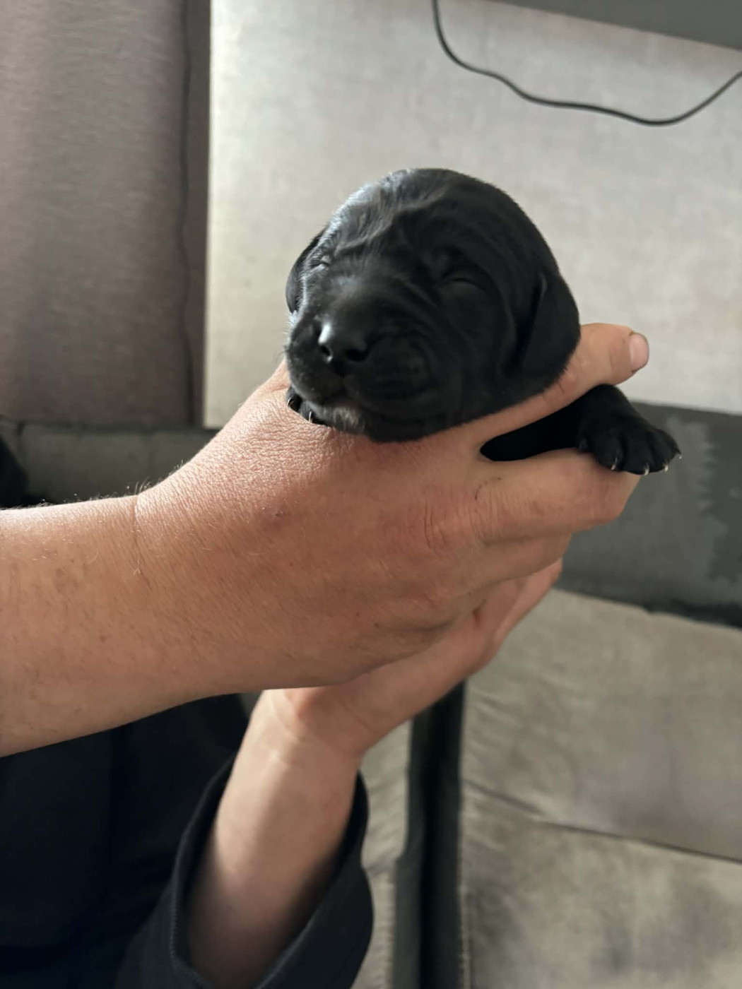 Des Tourbieres De La Souche - Chiots disponibles - Labrador Retriever