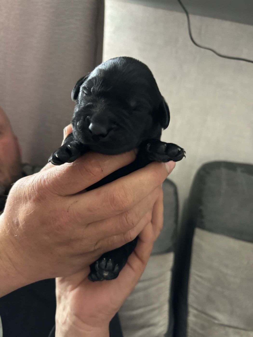 Des Tourbieres De La Souche - Chiots disponibles - Labrador Retriever