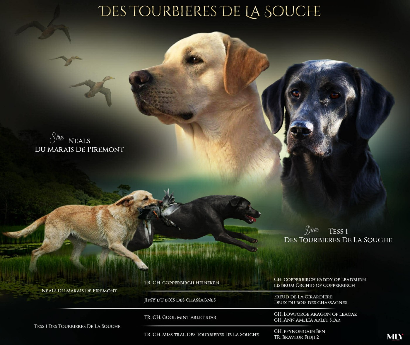 Des Tourbieres De La Souche - Labrador Retriever - Portée née le 30/03/2026